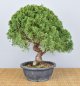 Preview: Bonsai Outdoor, Chinesischer Wacholder (Juniperus chinensis) Prebonsai